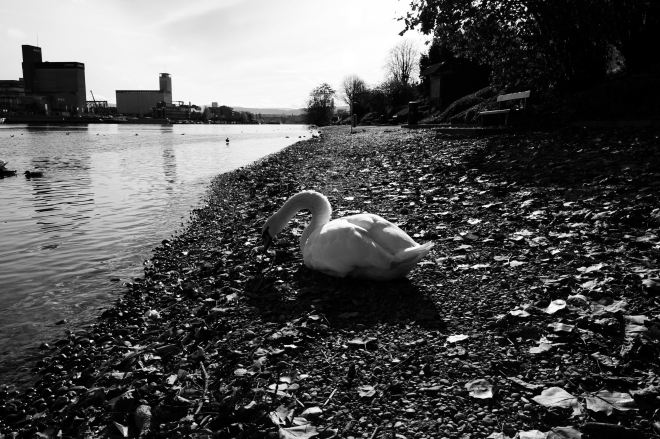 le rhin huningue,cygnes,port de Bale